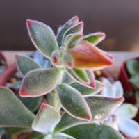 ハムシー, ブロンズ姫,ダンギク(段菊),多肉初心者,つぼみの画像