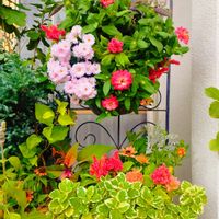 ケイトウ,ケイトウ,ケイトウ,ケイトウ,ハーデンベルギアの画像