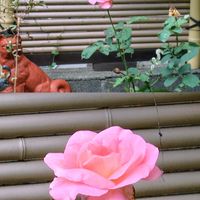 ホトトギス,ホトトギス,リコリス,リコリス,セキショウの画像