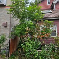 ジャカランタの画像