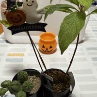 ジャカランタ,クレロデンドルム　ブルーウイング ,ママコノシリヌグイ,オベサ ブロウ,ヤブカラシの画像