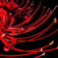 ヒガンバナ,ヒガンバナ,ヒガンバナ,ヒガンバナ,ヒガンバナの画像