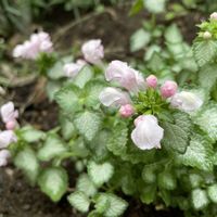 ラミウム,ラミウム  ラミ,ガーデニング,シェードガーデン,斑入り。の画像