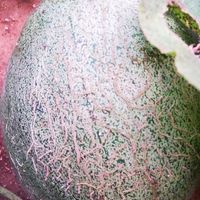 メロン,散歩道,愛犬,メロンペルル,庭の画像