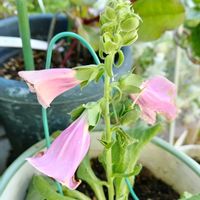 ジギタリスの画像