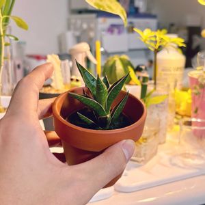 サンスベリア,サンセベリア,成長記録,サンセベリア属,新入りさんの画像