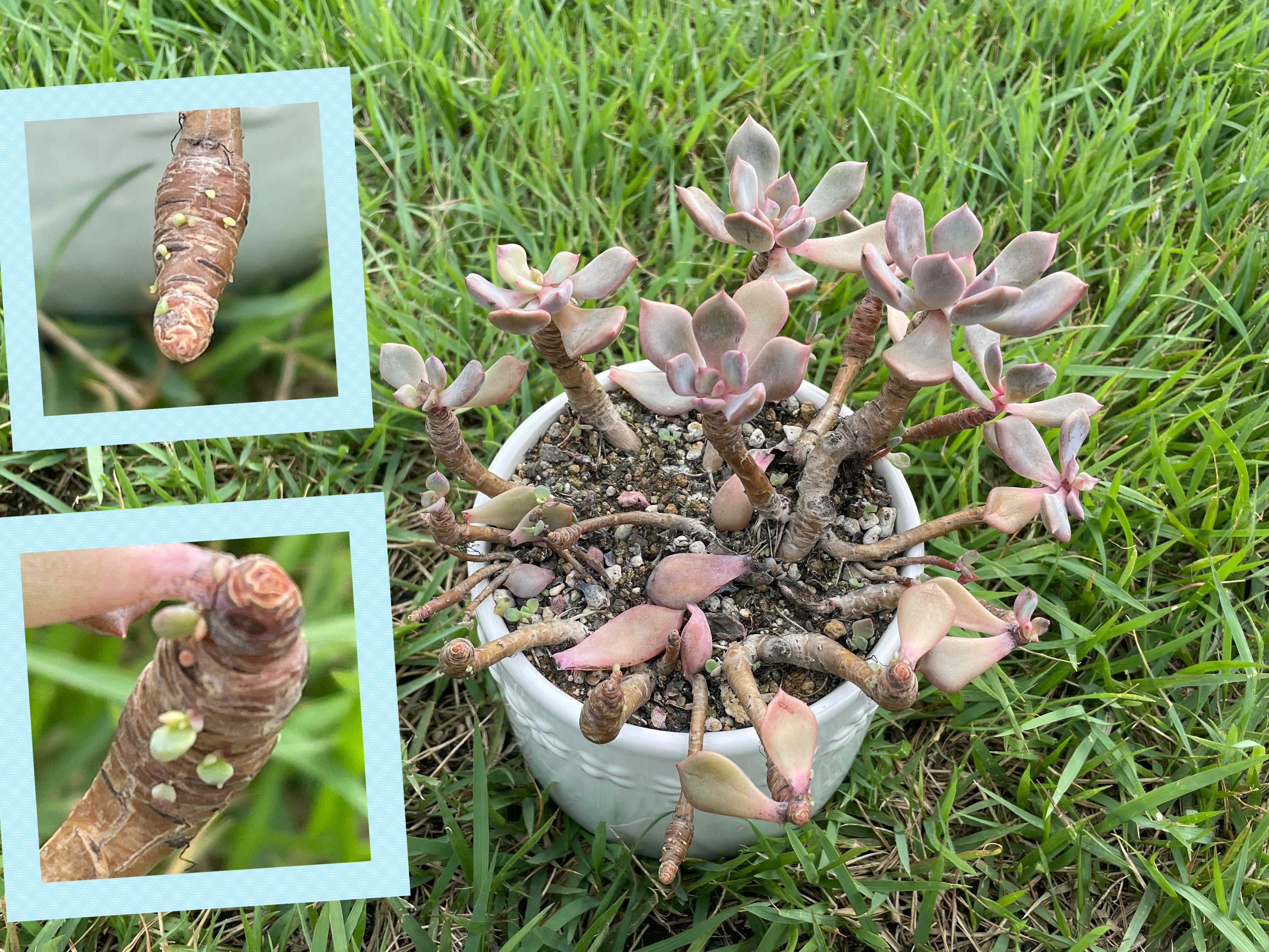 多肉植物 緑と赤のグラデーション*2 赤と緑のグラデーションが美しい！多肉植物の「夕映え」とは