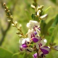 ハギ,キハギ,マルバハギ,アレチヌスビトハギ,ネコハギの画像