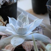 ダドレア,タニラー,ダドレア属,その他部屋の画像