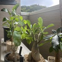 モンステラ,アデニウム,バオバブ,観葉植物,観葉植物のある暮らしの画像