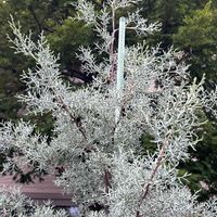 サントリナの画像