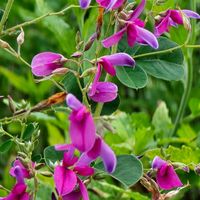 ハギ,ダルマハギ,ウンナンハギ,感謝,花のある暮らしの画像