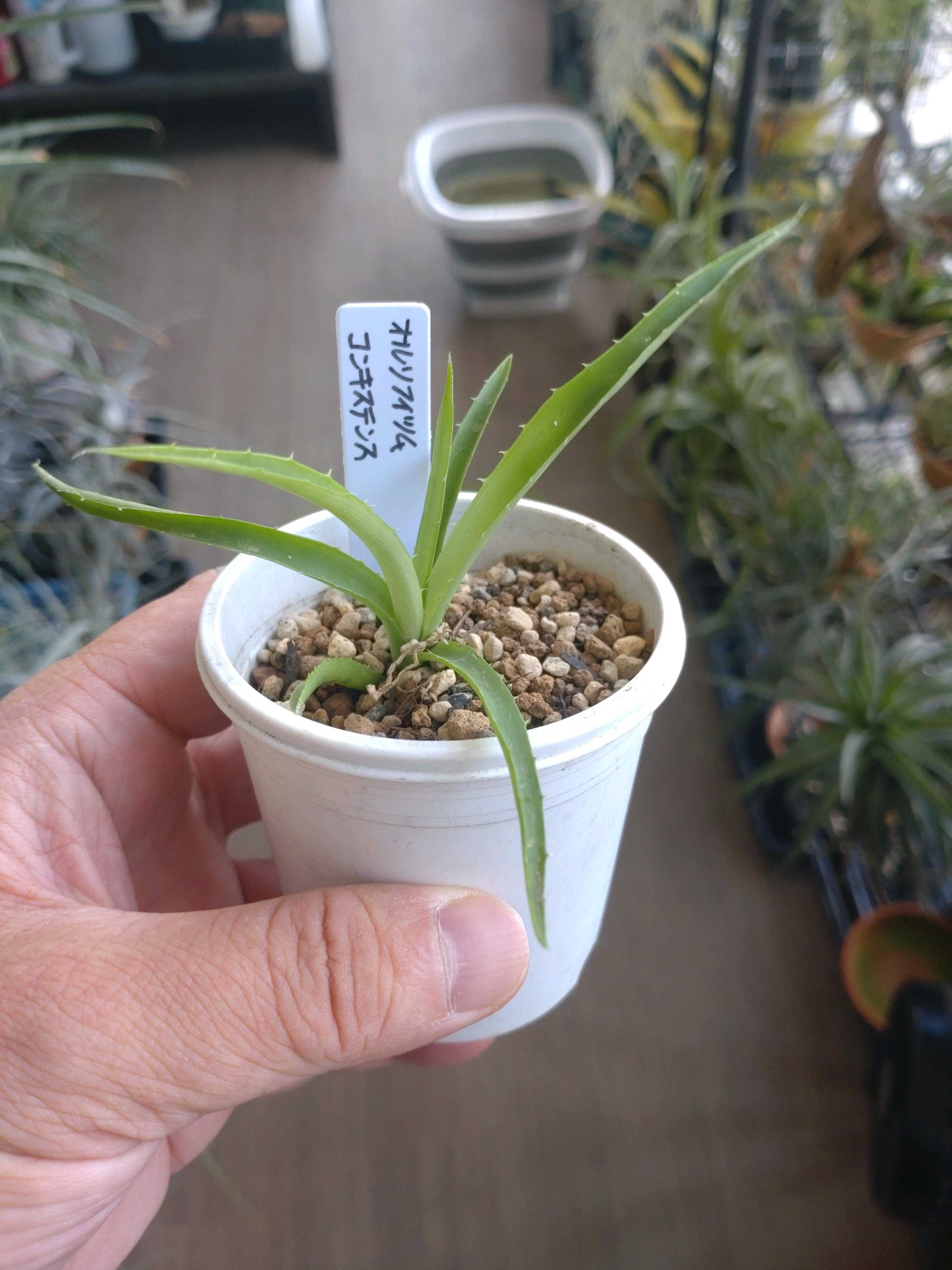 オルソフィツム属の一覧｜🍀GreenSnap（グリーンスナップ）