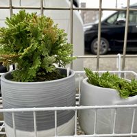 イワヒバの画像