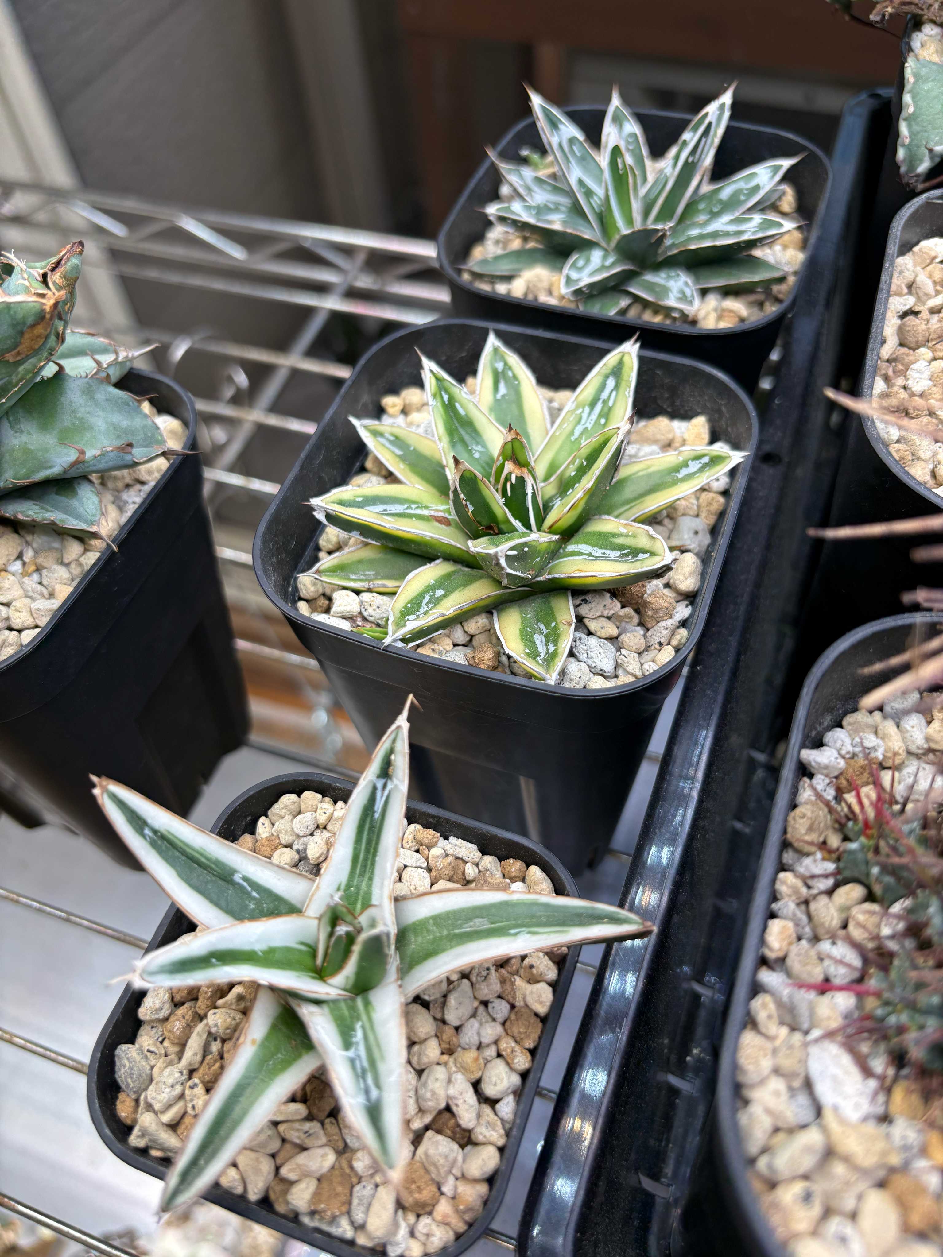 アガベ【氷山】多肉植物① 多肉植物：アガベ 氷山*幅7cm 現品！一品限り : 遊恵盆栽