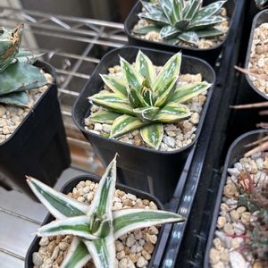 姫笹の雪,アガベ　笹の雪,アガベ 輝山,氷山,多肉植物の画像