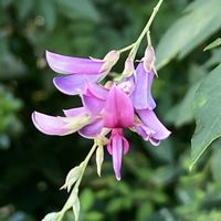 エキザカム,エキザカム,ハギ,ハギ,ハギの画像