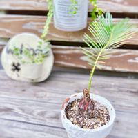 ソテツ,多肉植物,観葉植物,塊根植物,リメ鉢の画像