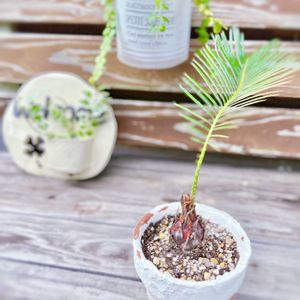 ソテツ,多肉植物,観葉植物,塊根植物,リメ鉢の画像