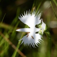 サギソウ,サギソウ,サギソウ,サギソウ,サギソウの画像