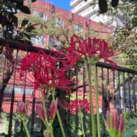 ヒガンバナの画像