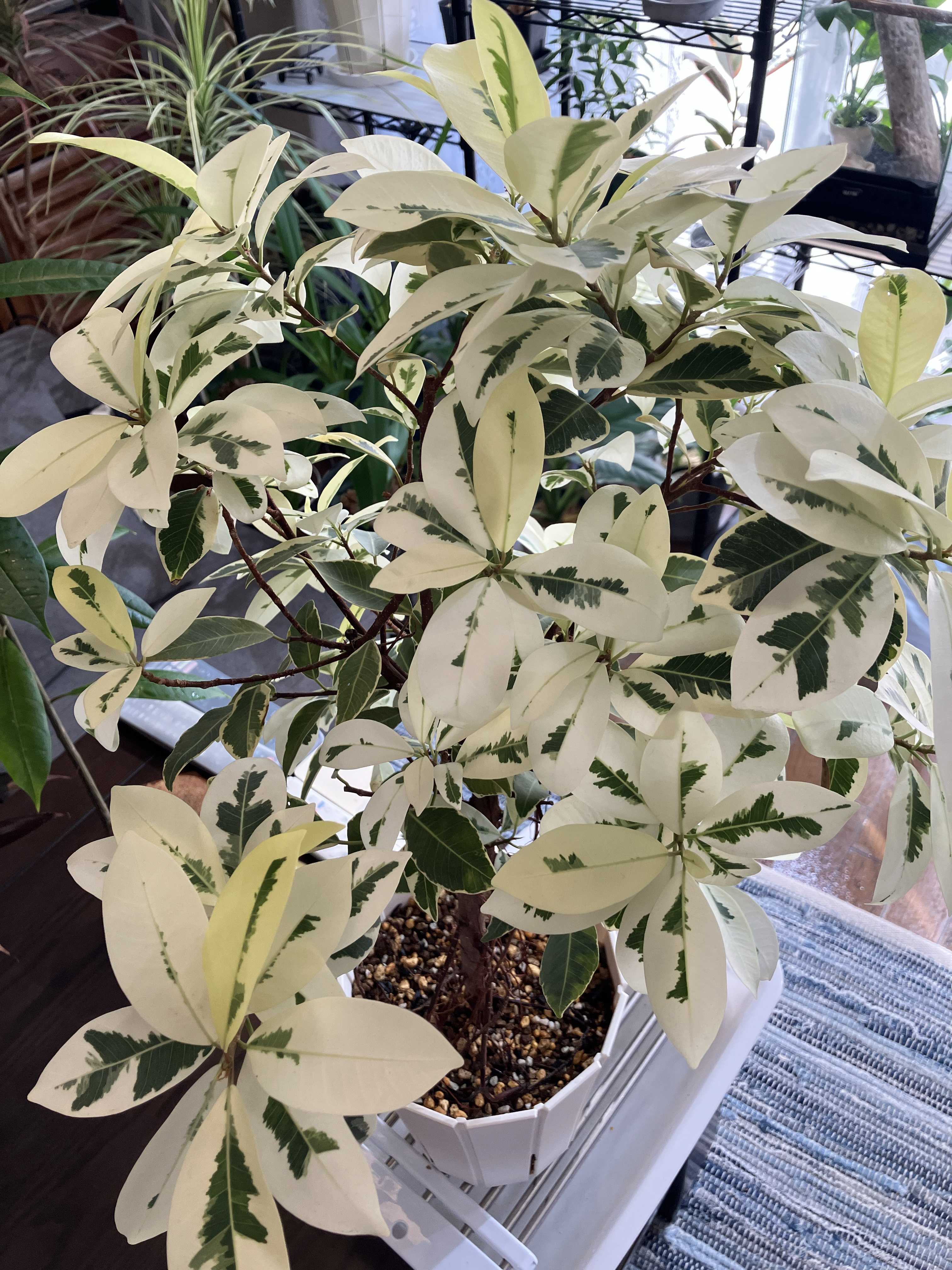 斑入りガジュマル 観葉植物☆斑入りガジュマル