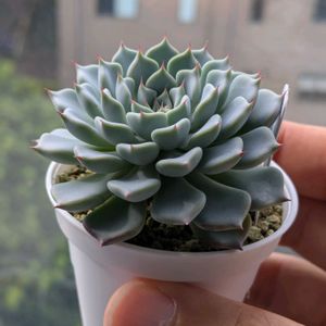 桃太郎,沙羅姫牡丹,アンギキュラータ,エケベリア属,多肉初心者の画像