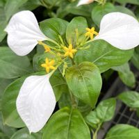 コンロンカ,ハンカチの花,アカネ科,さんぽ,熱帯アフリカ原産の画像