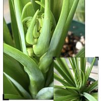 チューベローズ,ガーデンチューベローズの画像