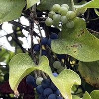 プルーン,アオツヅラフジ,アオツヅラフジの実,アオツヅラフジの花,アオツヅラフジの若い実の画像