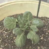 芽キャベツ,鉢植え,綺麗な色,美味しい野菜,虫よけネットの画像