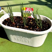 わけぎ,我が家のわけぎ,娘の分の画像