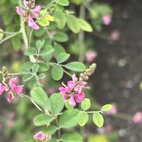 コマツナギ,駒繋（コマツナギ）,コマツナギの花,ざまりん,花言葉の画像