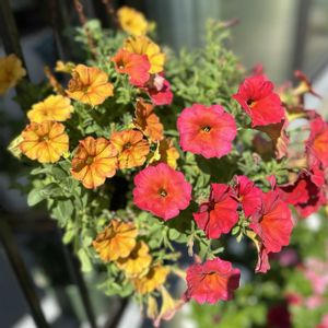 カリブラコア,ペチュニア,サフィニアアート,ペチュニア　ビューティカル,ガーデニングの画像