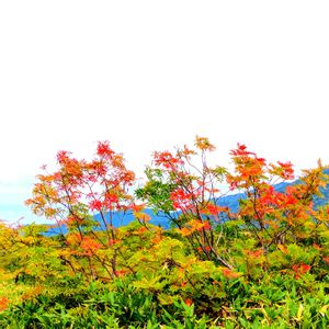 アキノキリンソウ,オヤマリンドウ,ナナカマドの紅葉,ハンノキ,富山湾の画像