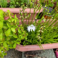 サギソウの画像