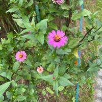 ジニア（百日草）の画像