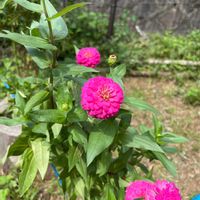 ジニア（百日草）の画像