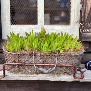 ツメレンゲ,多肉,緑のある暮らし,多肉花芽,ナチュラルスタイルの画像