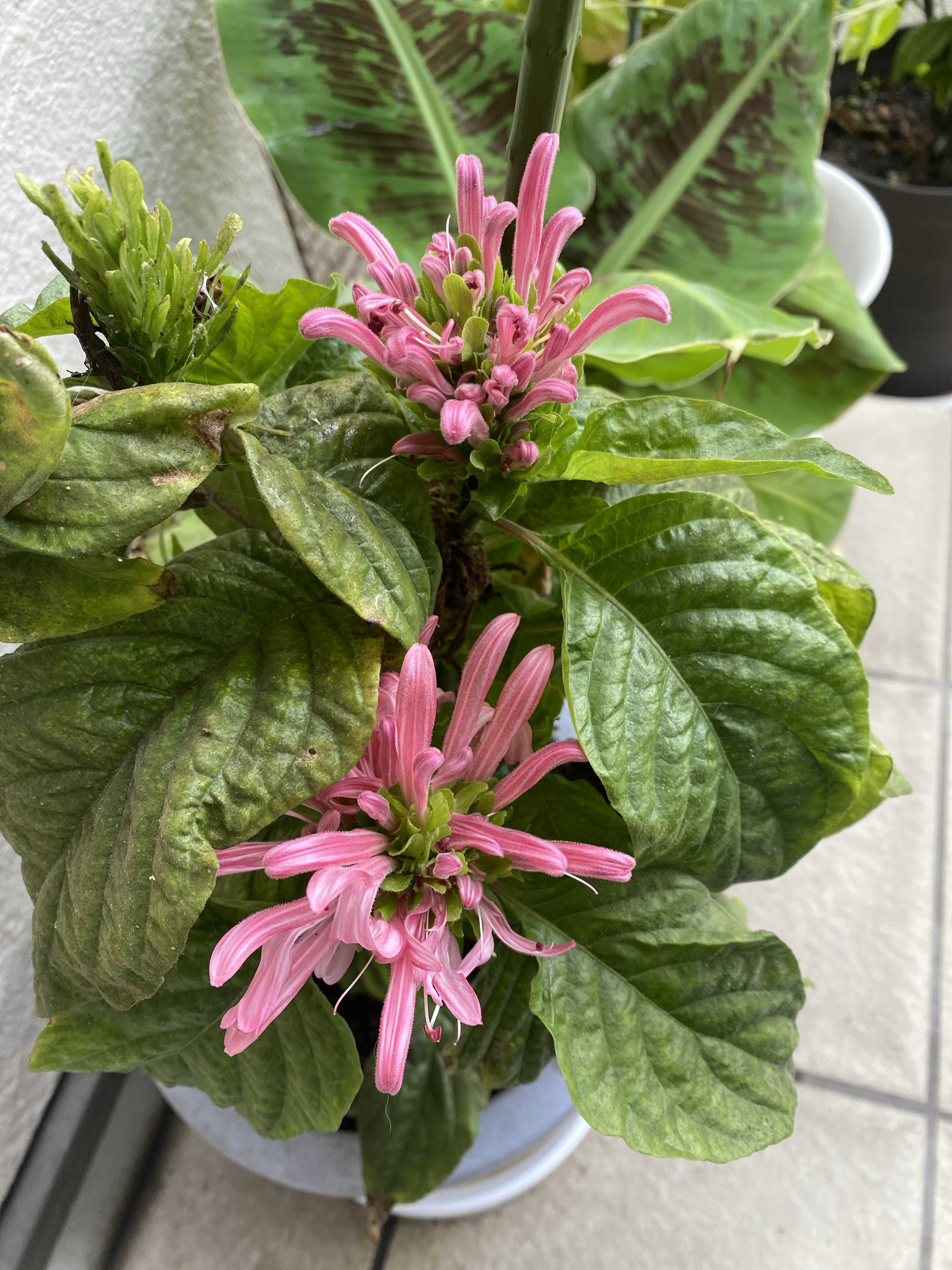 珊瑚花の一覧｜🍀GreenSnap（グリーンスナップ）