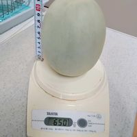 メロン,メロン２号,メロン２号,メロン２号収穫,メロン３号の画像