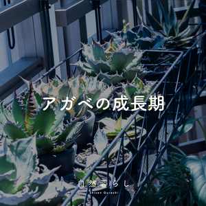 観葉植物,植物のある暮らし,肥料,自然のある暮らし,観葉植物のある暮らしの画像
