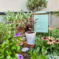 ラベンダー,ラムズイヤー,ディゴンドラ,ニチニチソウ ブラックベリー,ルドベキア キャラメルミックスの画像