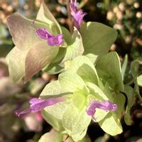 オレガノ ケントビューティー,オレガノ ケントビューティー,ハーブ,癒し,庭の画像