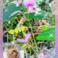 ハギ,ハツユキカズラ,アベリア,コマツナギ,マサキの画像