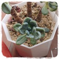 パキフィツム属,藤美人,多肉植物,その他エクステリアの画像