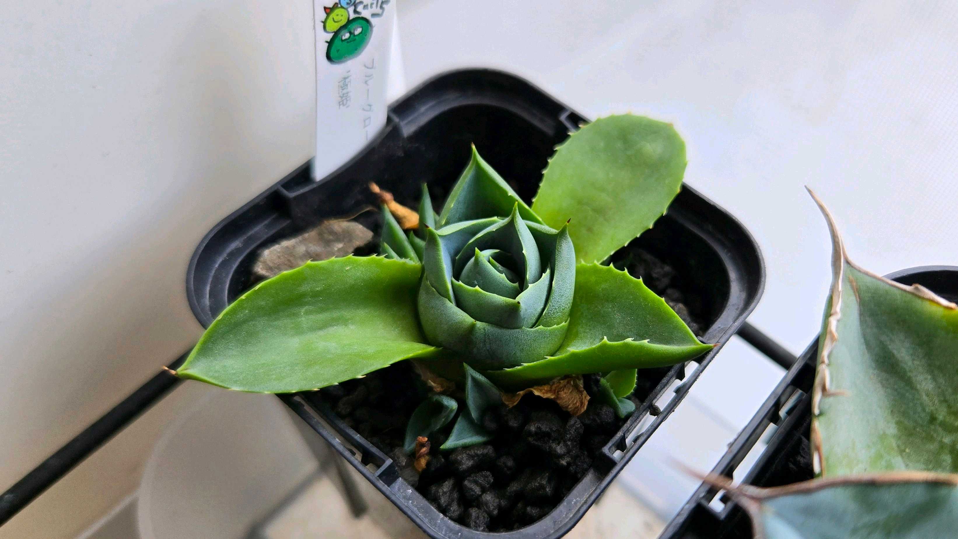 アガベ　オテロイ　ブルー　極上 Agave Oteroi 極上血統”COK_01“ ”8cm“育成株 現品 子株一株付き 一株