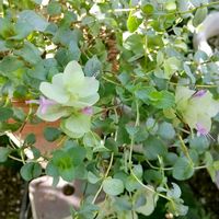 ヒューケラ,オレガノ ケントビューティー,ナチュラルガーデン,ネコ好き,カラーリーフの画像