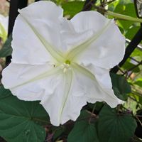 ユウガオ,花のある暮らし,♡ おつかれさま ♡の画像