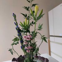 エニシダ,キク,ユリ,リンドウの画像